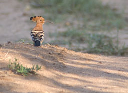 African Hoopoe